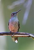 Scaly-breasted Hummingbirdborder=